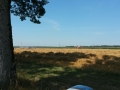 IMG-20150806-WA0004